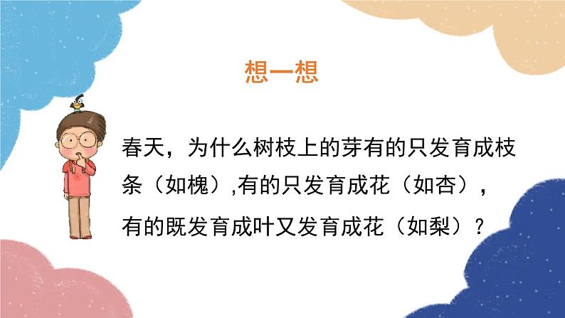 济南版生物八年级上册 4.1.6芽的类型和发育课件08