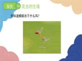济南版生物八年级上册 4.2.1昆虫的生殖和发育课件