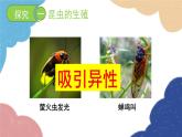 济南版生物八年级上册 4.2.1昆虫的生殖和发育课件