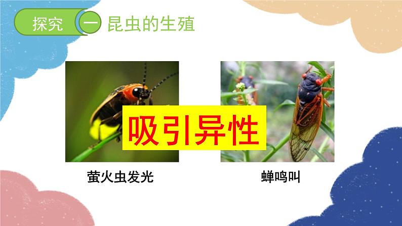 济南版生物八年级上册 4.2.1昆虫的生殖和发育课件05