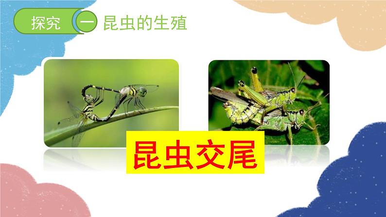 济南版生物八年级上册 4.2.1昆虫的生殖和发育课件07