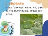 济南版生物八年级上册 4.2.2两栖动物的生殖和发育课件