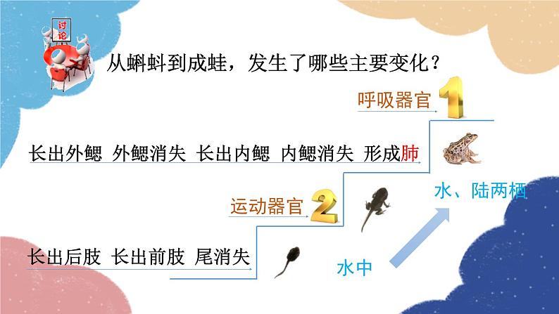 济南版生物八年级上册 4.2.2两栖动物的生殖和发育课件08