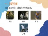 济南版生物八年级上册 4.2.3鸟的生殖和发育课件