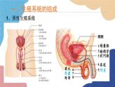 济南版生物八年级上册 4.3.1婴儿的诞生课件