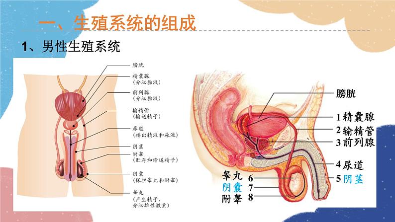 济南版生物八年级上册 4.3.1婴儿的诞生课件04