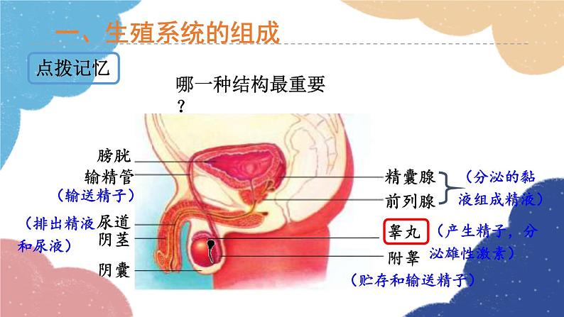 济南版生物八年级上册 4.3.1婴儿的诞生课件05