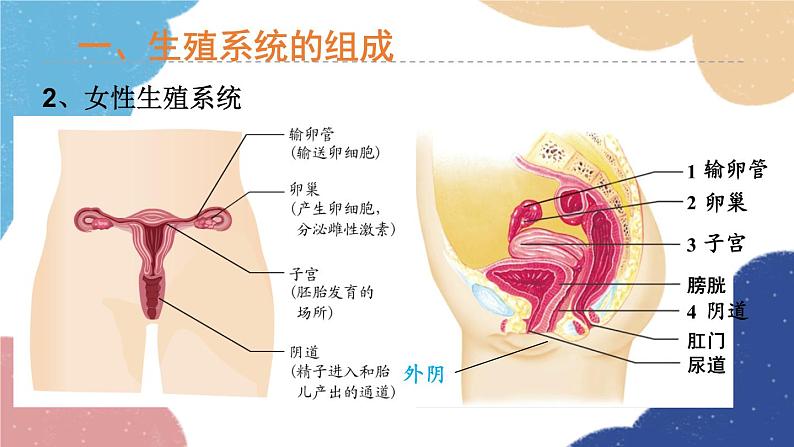 济南版生物八年级上册 4.3.1婴儿的诞生课件06