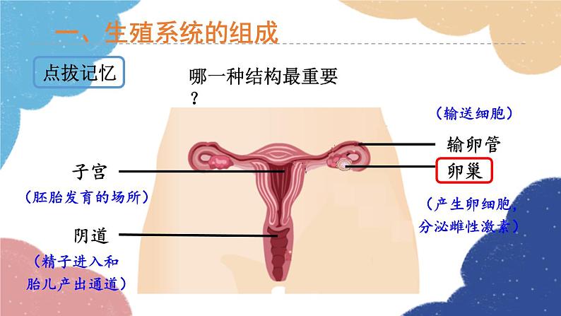 济南版生物八年级上册 4.3.1婴儿的诞生课件07