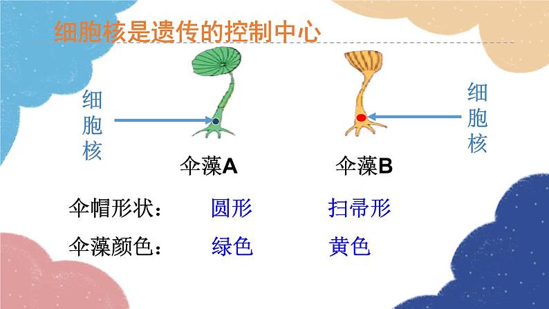 济南版生物八年级上册 4.4.1遗传的物质基础课件第6页