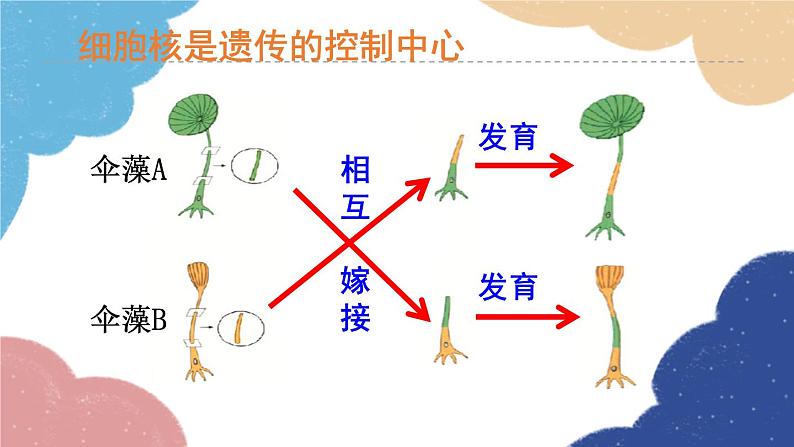 济南版生物八年级上册 4.4.1遗传的物质基础课件第7页