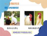 济南版生物八年级上册 4.4.2性状的遗传课件