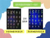 济南版生物八年级上册 4.4.3人类染色体与性别决定课件
