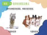 济南版生物八年级上册 4.4.4生物的变异课件