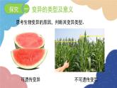 济南版生物八年级上册 4.4.4生物的变异课件