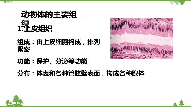 人教版生物七年级上册  动物体的结构层次课件05