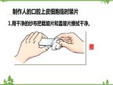 人教版生物七年级上册  动物细胞课件