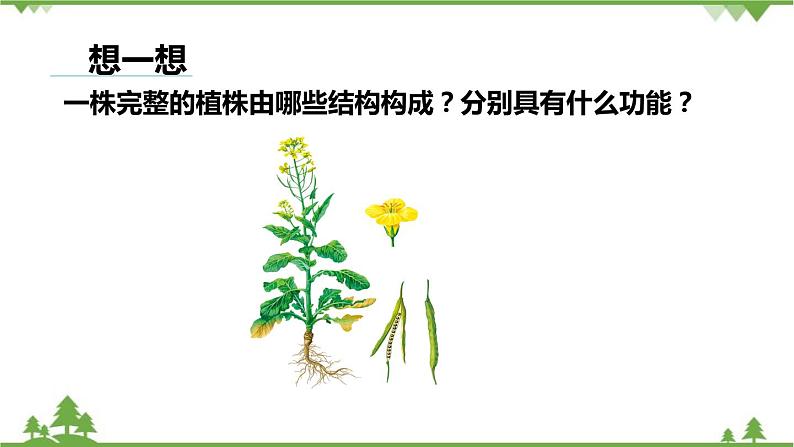 人教版生物七年级上册  植物体的结构层次课件02