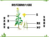 人教版生物七年级上册  植物体的结构层次课件