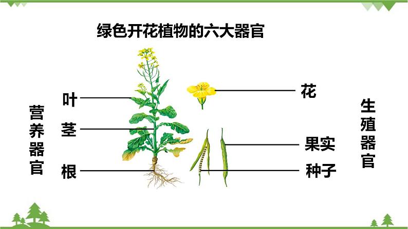 人教版生物七年级上册  植物体的结构层次课件03