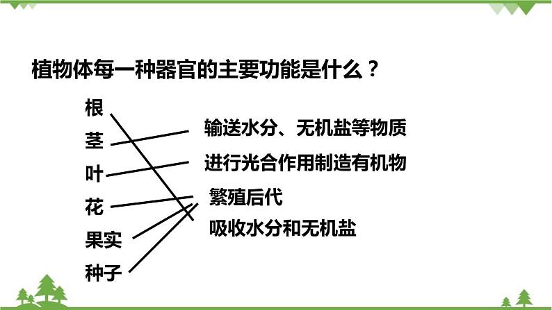 人教版生物七年级上册  植物体的结构层次课件04