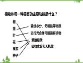 人教版生物七年级上册  植物体的结构层次课件