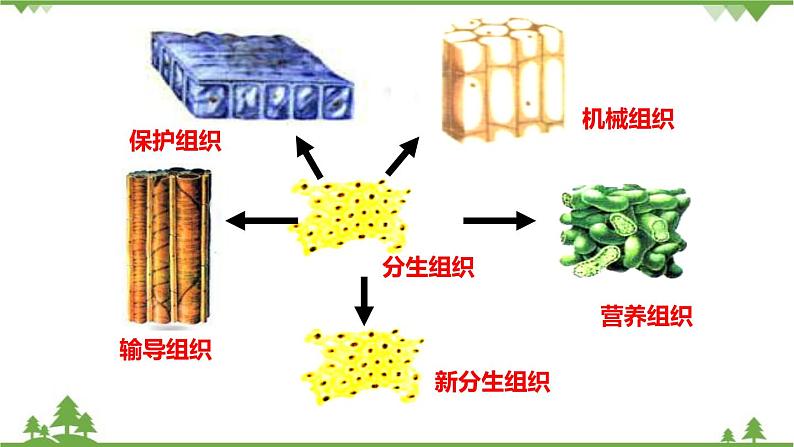 人教版生物七年级上册  植物体的结构层次课件06