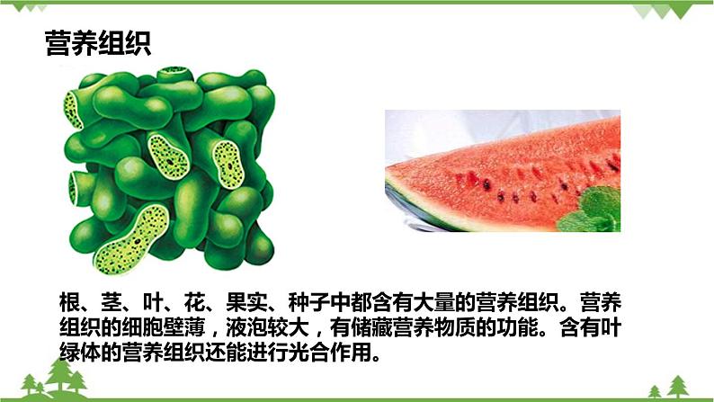 人教版生物七年级上册  植物体的结构层次课件08