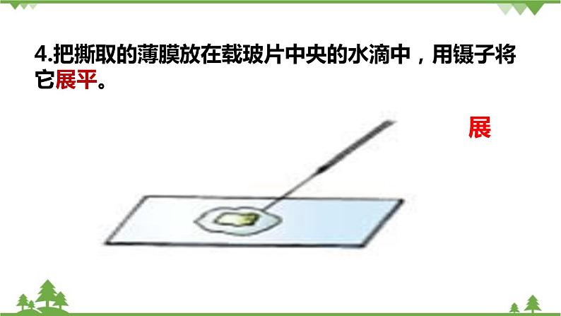 人教版生物七年级上册  植物细胞课件08