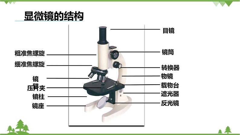 人教版生物七年级上册  练习使用显微镜课件04