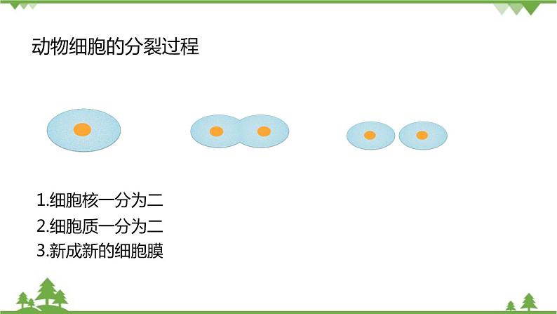 人教版生物七年级上册  细胞通过分裂产生新细胞课件第8页