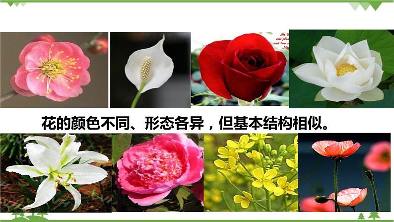 人教版生物七年级上册  开花和结果课件02