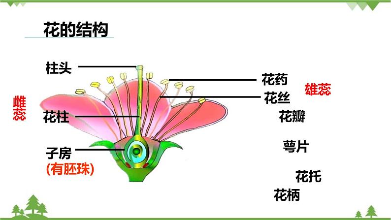 人教版生物七年级上册  开花和结果课件03