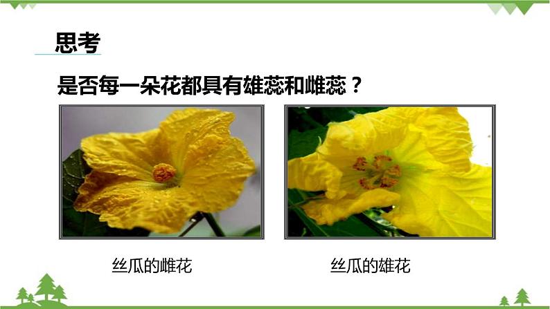 人教版生物七年级上册  开花和结果课件04