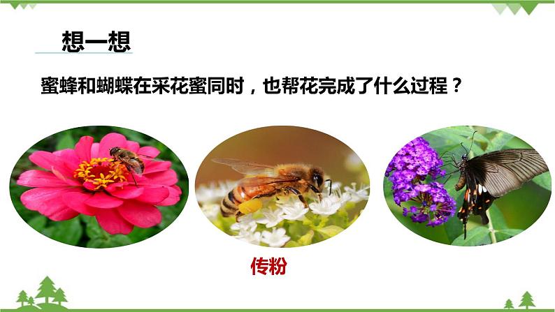 人教版生物七年级上册  开花和结果课件07