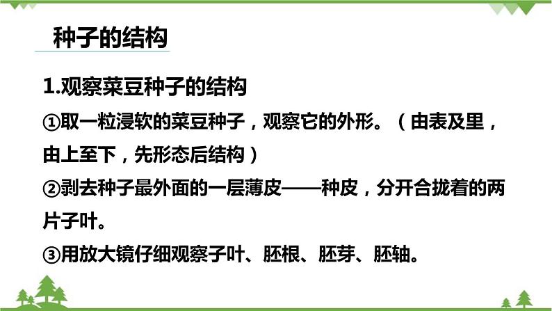 人教版生物七年级上册  种子植物课件第3页