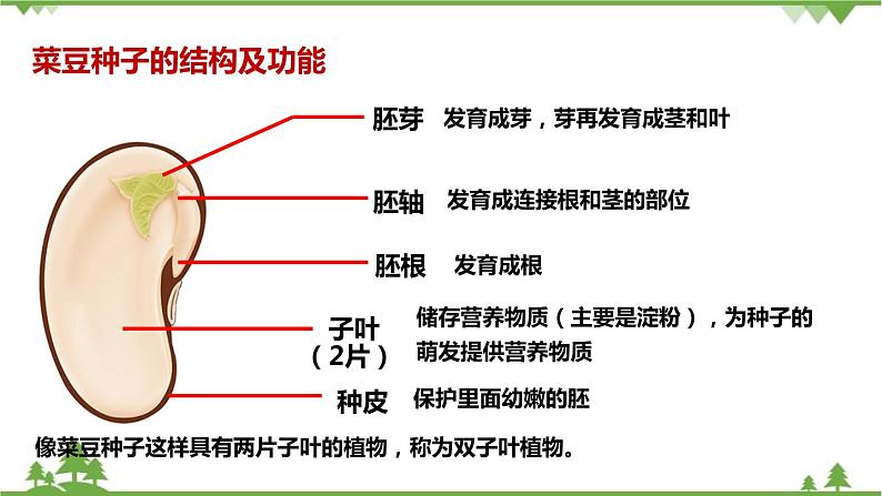 人教版生物七年级上册  种子植物课件第4页