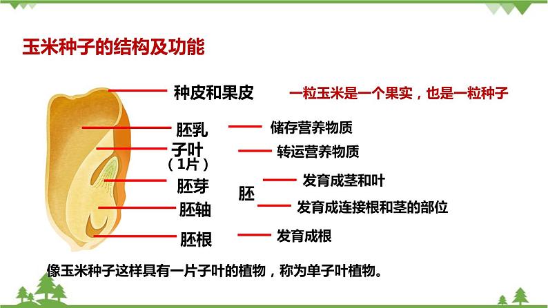 人教版生物七年级上册  种子植物课件第6页