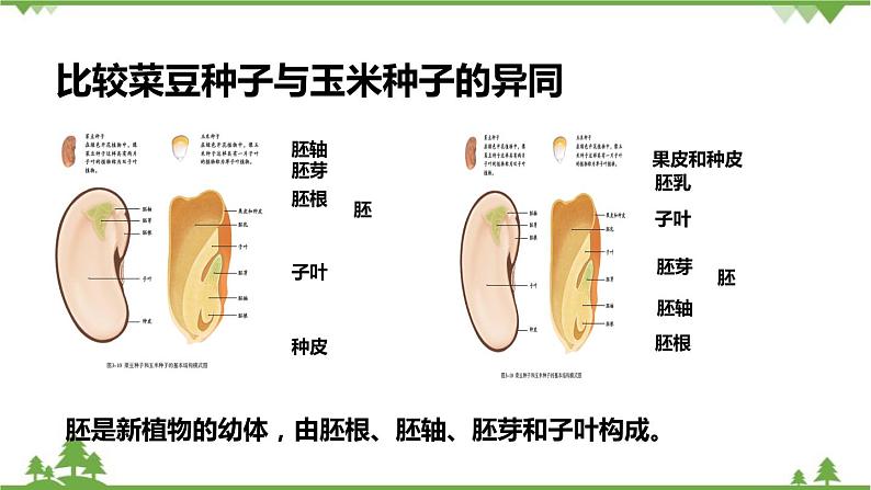 人教版生物七年级上册  种子植物课件第8页