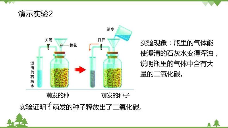 人教版生物七年级上册  绿色植物的呼吸作用课件05