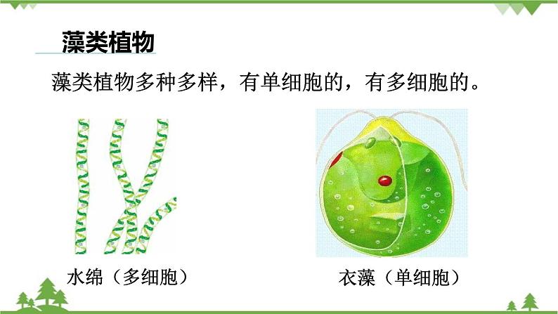 人教版生物七年级上册  藻类、苔藓和蕨类植物课件第3页