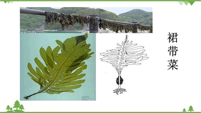 人教版生物七年级上册  藻类、苔藓和蕨类植物课件第7页