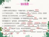 人教版生物七年级上册 第二单元 第二章 细胞怎样构成生物体 第二节 动物体的结构层次课件