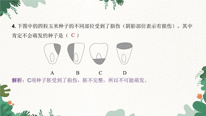 人教版生物七年级上册 第三单元 第二章 被子植物的一生 第一节 种子的萌发 第一课时课件04