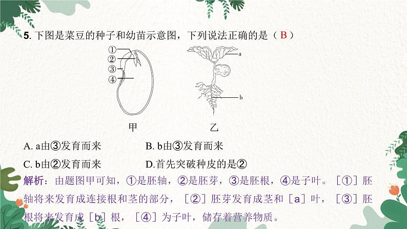 人教版生物七年级上册 第三单元 第二章 被子植物的一生 第一节 种子的萌发 第二课时课件04