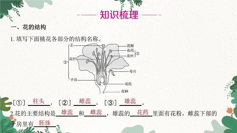 人教版生物七年级上册 第三单元 第二章 被子植物的一生 第三节 开花和结果课件02