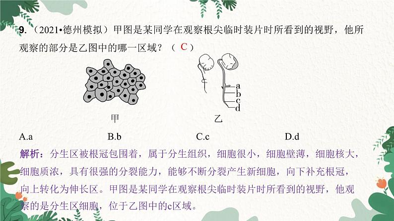 人教版生物七年级上册 第三单元 第三章 绿色植物与生物圈的水循环 第一课时课件08