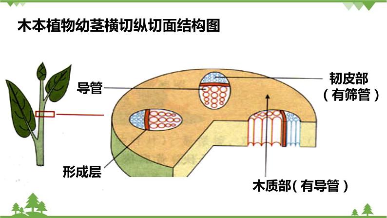 人教版生物七年级上册  3.3绿色植物参与生物圈的水循环课件08