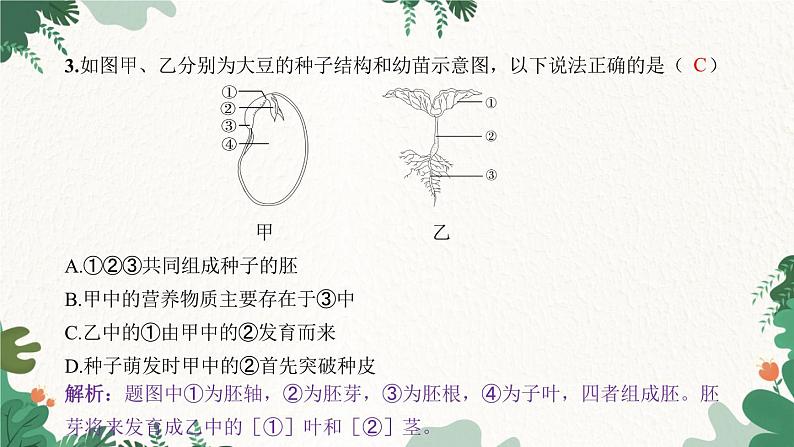 人教版生物七年级上册 专题二 被子植物的生长和繁殖课件04