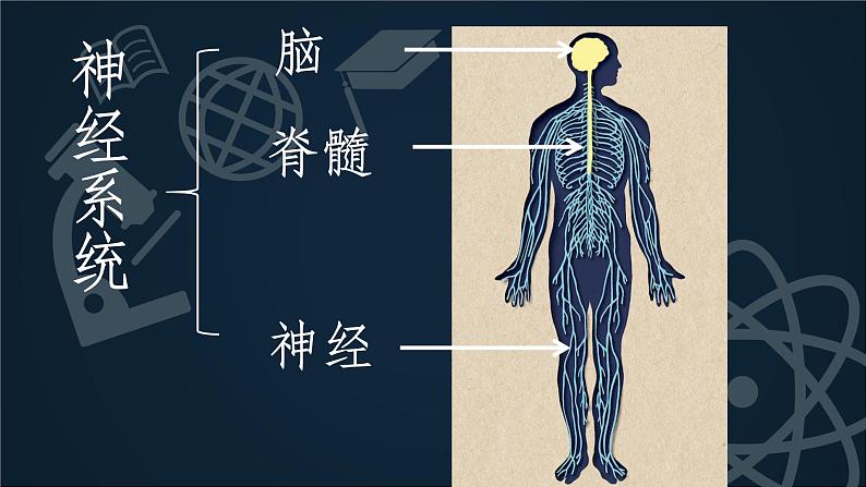 人教版生物《神经调节的基本方式》PPT课件第2页